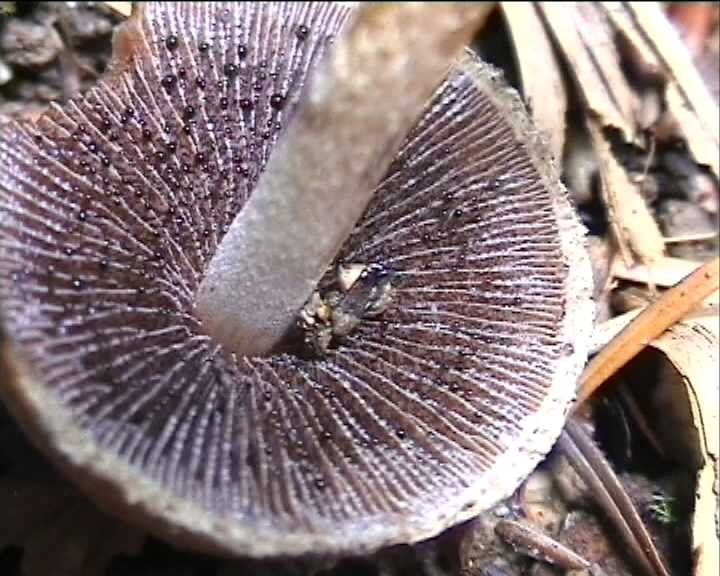 Winkel ( FRA ) 28.08.2004   2 Serie